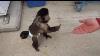 Monkey Buys Drink From Vending Machine Funny Videos
